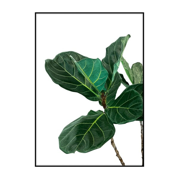 Fig Tree Leaves plakát, 40 x 30 cm - Imagioo