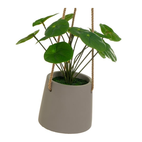 Műnövény (magasság 24 cm) Pilea – Casa Selección-image-2