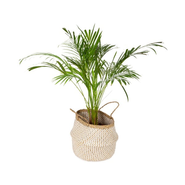 Zic Zac világos tengerifű tárolókosár, ⌀ 35 cm - Compactor-image-4