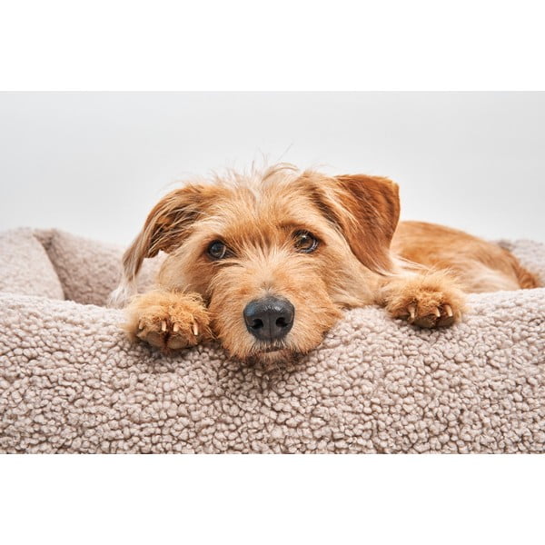 Bézs buklé fekhely kutyáknak 71x91 cm Senso Greige M – MiaCara-image-1