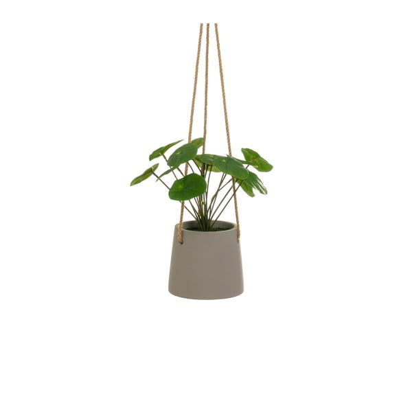Műnövény (magasság 24 cm) Pilea – Casa Selección-image-1