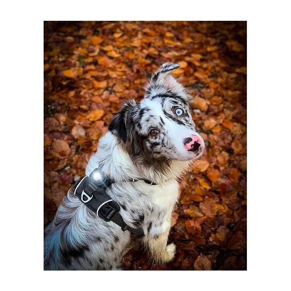 LED fény nyakörvre Dark - Orbiloc-image-3