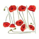 Vermeil Poppies falmatrica szett, 60 x 70 cm - Ambiance