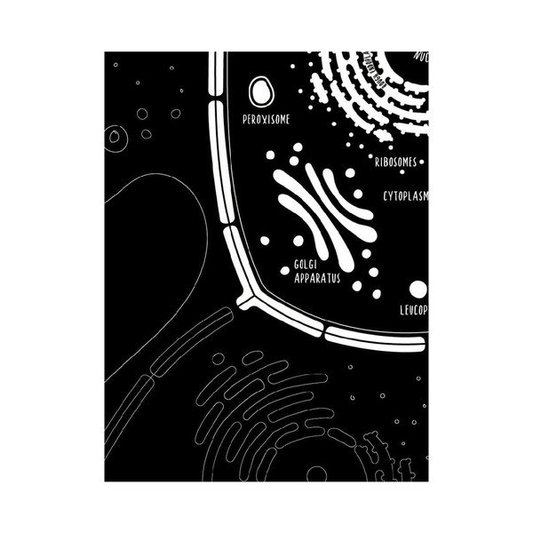 Little & Big Biologist poszterkészlet, 2 részes, 30 x 40 cm - Follygraph-image-3