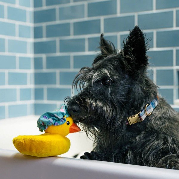 Kiskacsa kutyajáték – P.L.A.Y.-image-1