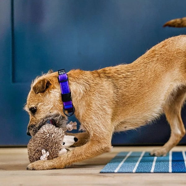 Süni kutyajáték – P.L.A.Y.-image-2