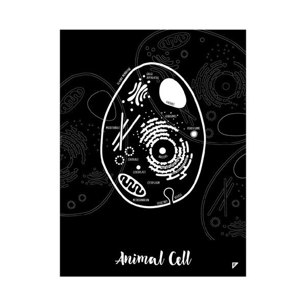 Little & Big Biologist poszterkészlet, 2 részes, 30 x 40 cm - Follygraph-image-1