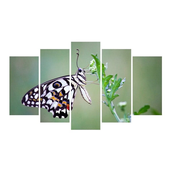 Animal Butterfly többrészes vászonkép