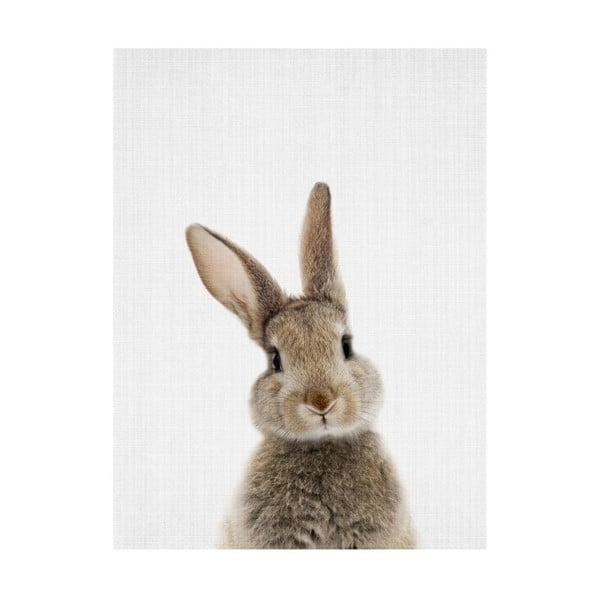 Baby Animals Rabbit poszter, 30 x 40 cm - Blue-Shaker