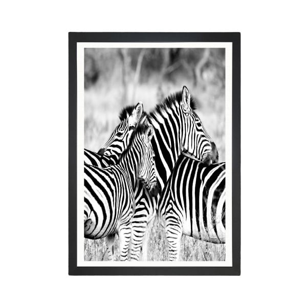 Zebras kép, 24 x 29 cm - Tablo Center
