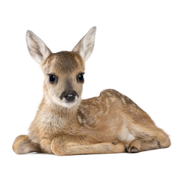 Deer Lucy falmatrica, 115 x 94 cm - Dekornik