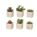 Műnövény szett 6 db-os (magasság 9,5 cm) Cactus – Casa Selección