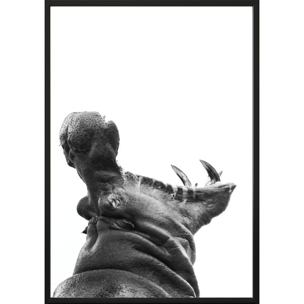 Hippopotamus plakát, 100 x 70 cm - DecoKing