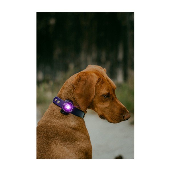 LED fény nyakörvre Purple - Orbiloc-image-4