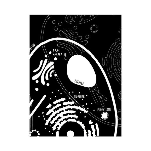 Little & Big Biologist poszterkészlet, 2 részes, 30 x 40 cm - Follygraph-image-4