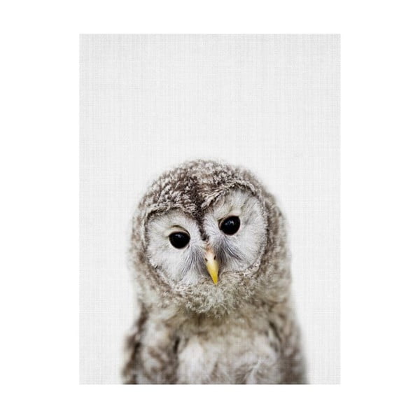 Baby Animals Owl poszter, 30 x 40 cm - Blue-Shaker