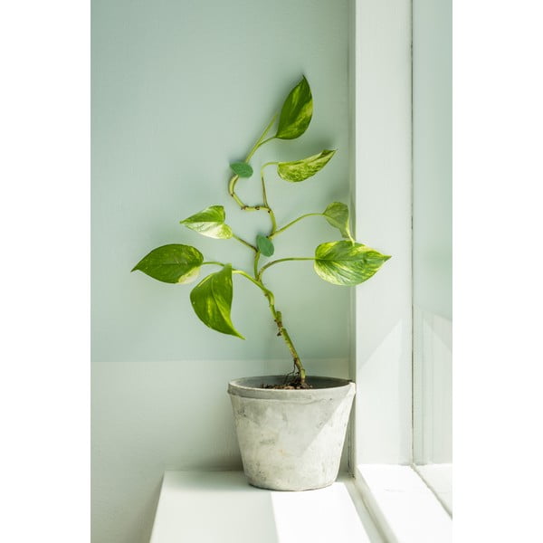 Újrahasznosított műanyag növénytámasz 10 db-os (magasság 3 cm) – Esschert Design-image-1