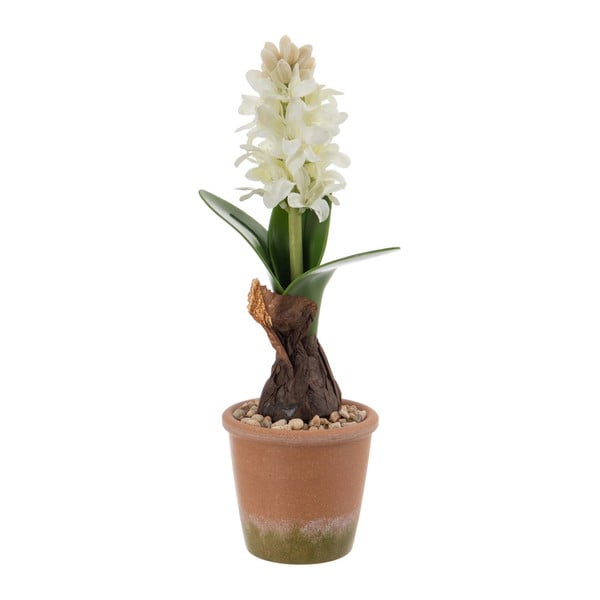 Műnövény (magasság 29 cm) Hyacinth – Ixia