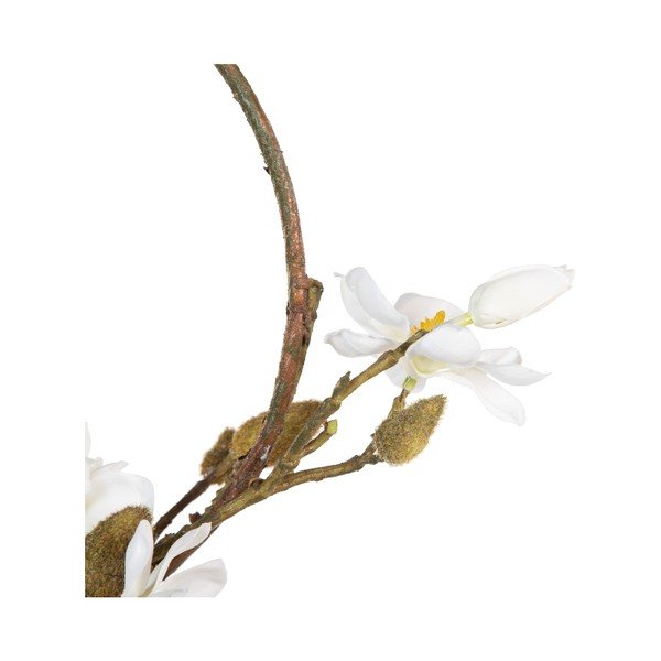 Koszorú Magnolia – Ixia-image-1