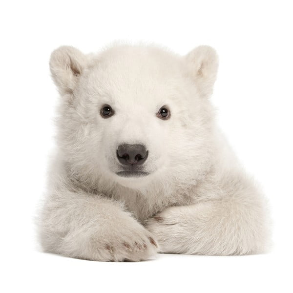 Polar Bear falmatrica, 70 x 76 cm - Dekornik