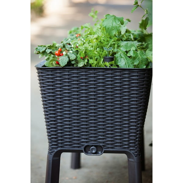 Láda Easy Grow – Keter-image-2
