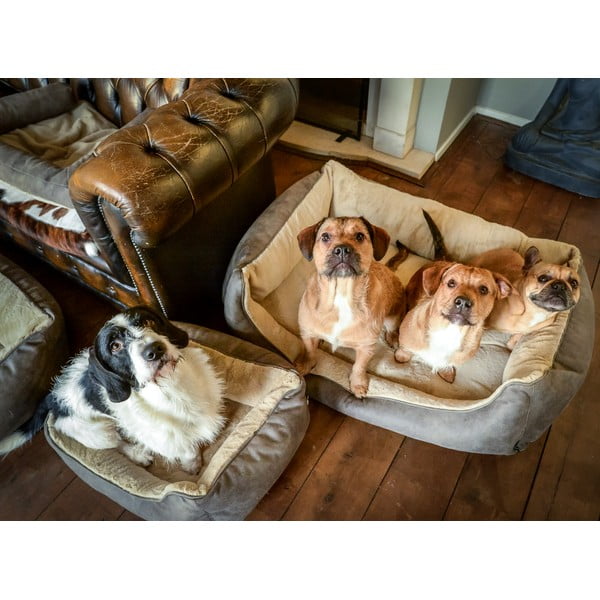 Világosbarna fekhely kutyáknak 50x65 cm – Madison-image-1