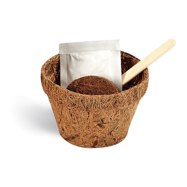 Coffe Lover növénytermesztő készlet kávémagokkal - Gift Republic-image-1