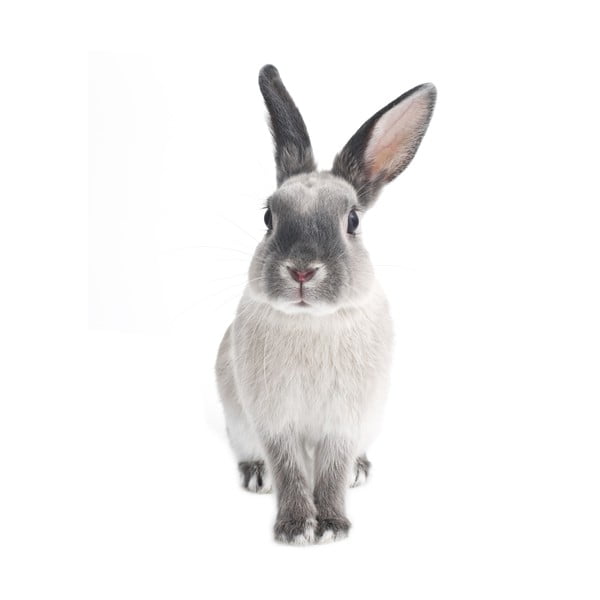 Rabbit Harry falmatrica, 53 x 115 cm - Dekornik