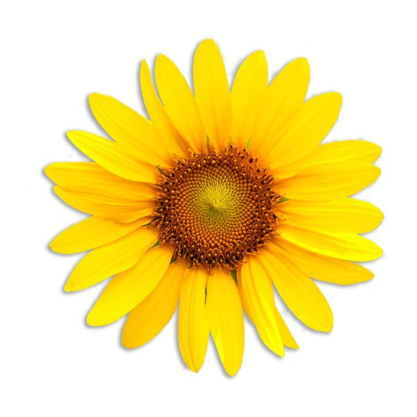 Sunflower mintás tányéralátét jutaszövetből - Madre Selva