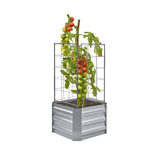 Magaságyás Dahlia – Garden Pleasure-image-2