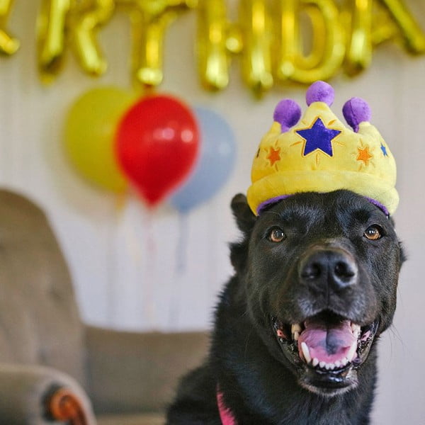 Játék kutyáknak Royal Crown - P.L.A.Y.-image-1