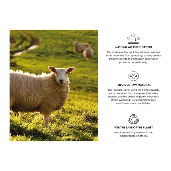 Világosszürke gyapjú szőnyeg 240x340 cm Talwin – Agnella-image-4