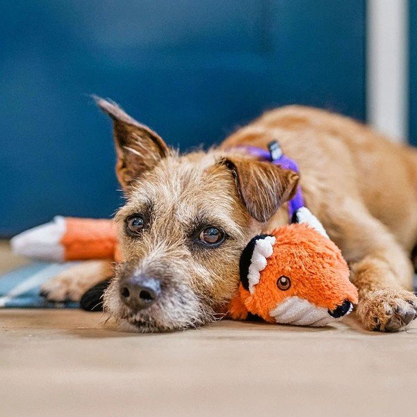 Róka kutyajáték – P.L.A.Y.-image-1