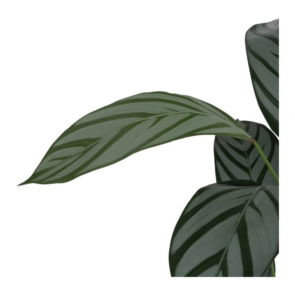 Műnövény (magasság 150 cm) Calathea – Ixia-image-3