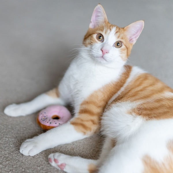 Macskajáték készlet 3 db-os Donuts - P.L.A.Y.-image-2