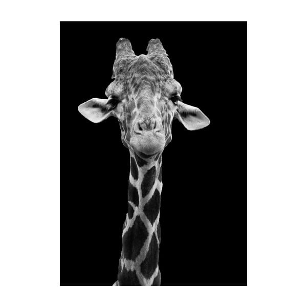 Giraffe plakát, 40 x 30 cm - Imagioo