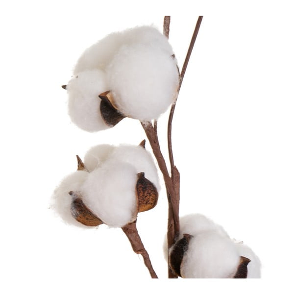 Szárított növény (magasság 55 cm) Cotton – Casa Selección-image-1