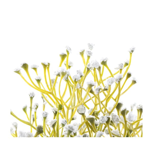 Műnövény (magasság 27 cm) Babi – Restilo-image-2