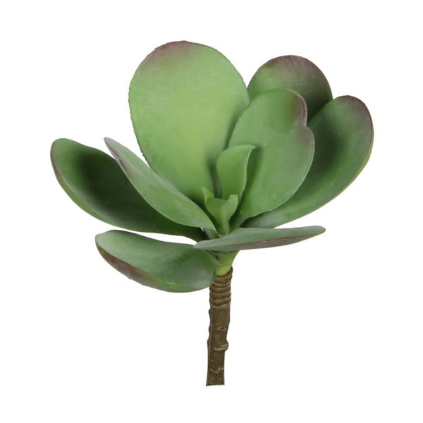 Művirág, zöld kövirózsa nagy levelekkel - Ego Dekor