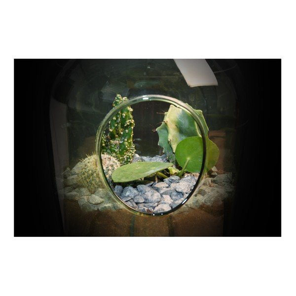 Nyitott növényterrárium, 3 l - Esschert Design-image-1