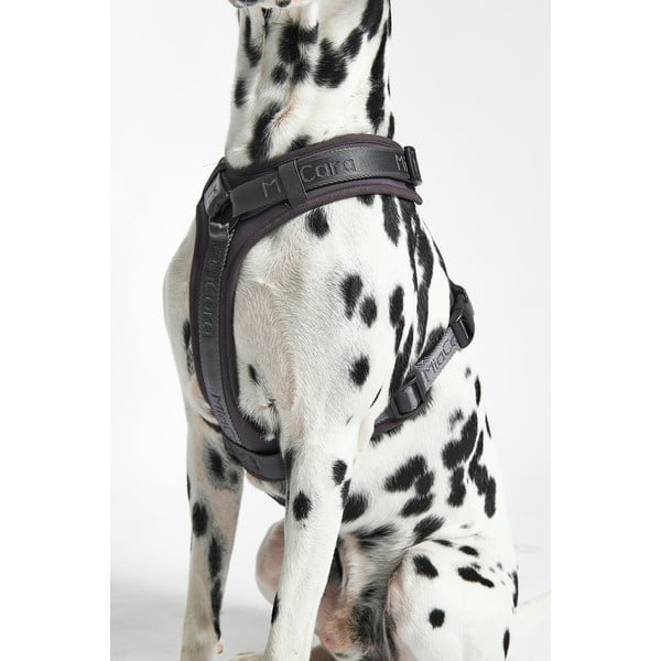 Sötétszürke hám L hosszúság 42 cm Modena Asphalt L – MiaCara-image-2