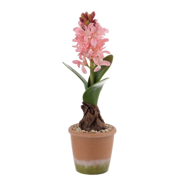 Műnövény (magasság 29 cm) Hyacinth – Ixia