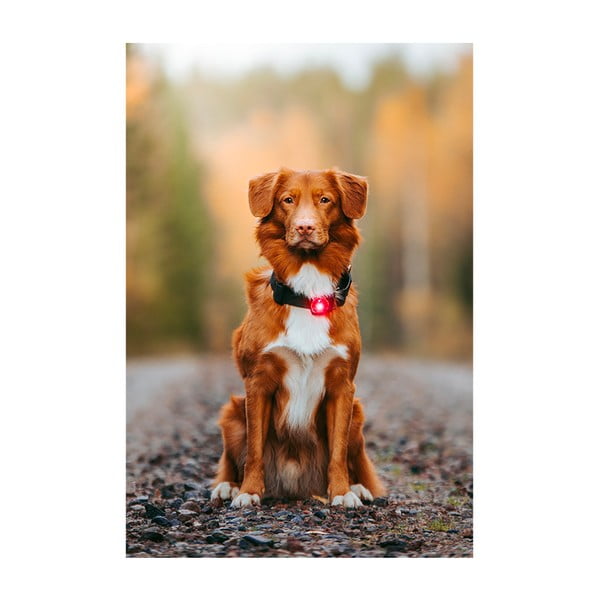 LED fény nyakörvre Red - Orbiloc-image-3