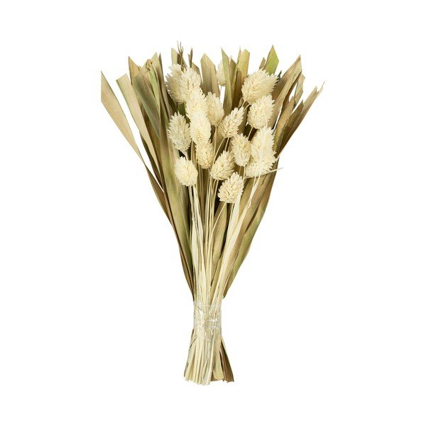 Művirág Phalaris – Sema