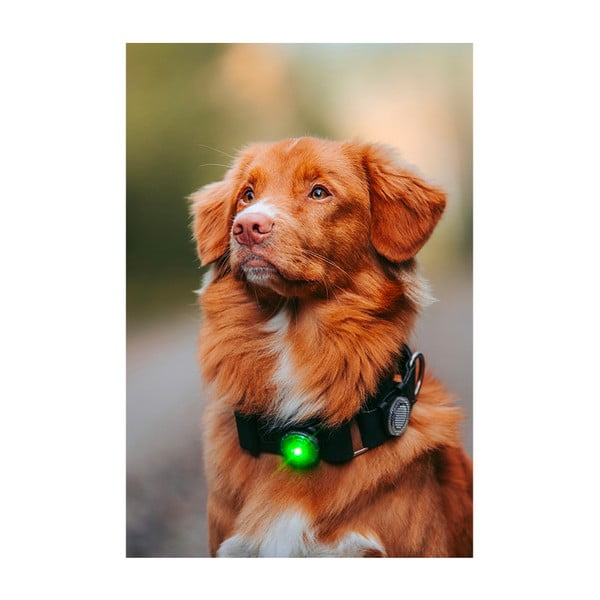 LED fény nyakörvre Green - Orbiloc-image-4