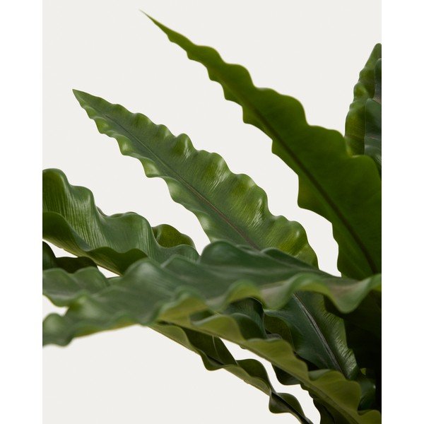 Suculent műnövény (magasság 70 cm) Neottopteris – Kave Home-image-3