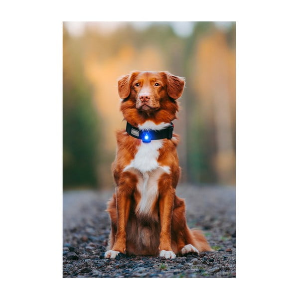 LED fény nyakörvre Blue - Orbiloc-image-4