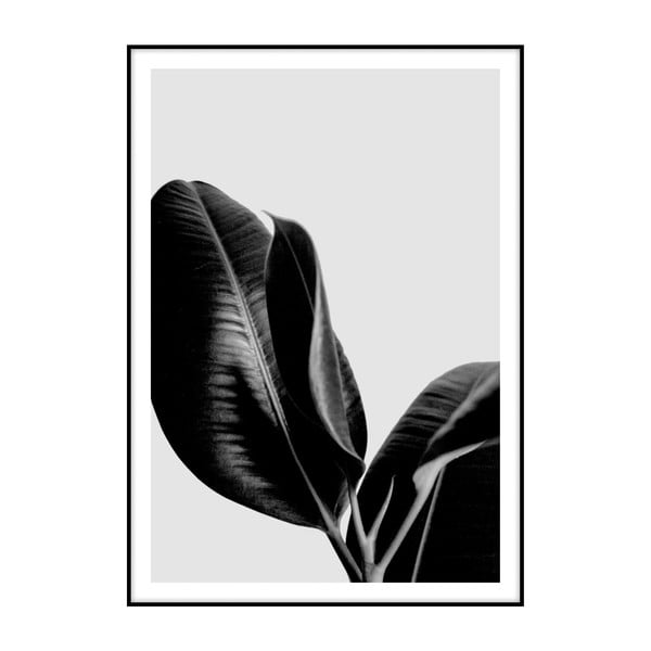 Ficus plakát, 40 x 30 cm - Imagioo
