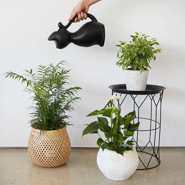 Műanyag locsolókanna 2 l Meow – Balvi-image-2