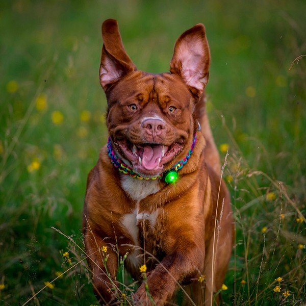 LED fény nyakörvre Green - Orbiloc-image-1